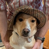 Entry image for Gustav