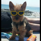 Entry image for Wolfgang Amadeus