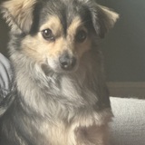 Entry image for Scamp