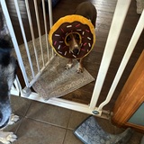 Entry image for Lucy