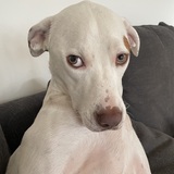 Entry image for Ozzy