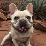 Entry image for Bees