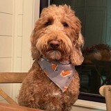 Entry image for Tucker-Pickles