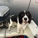 Entry image for Birdie