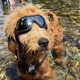 Entry image for Goose