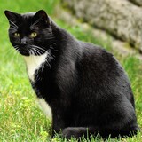 Entry image for Zeus