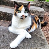 Entry image for Isis