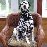 Entry image for Merlin