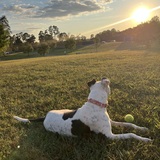 Entry image for Olive