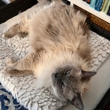 Entry image for Bella