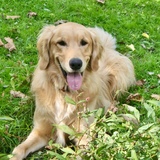 Entry image for Finley