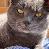 Entry image for Chubbs