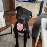 Entry image for Guinness