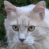 Entry image for Rambi