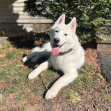 Entry image for Nova