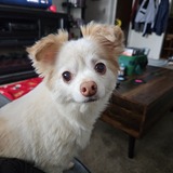 Entry image for Angel