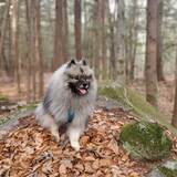 Entry image for Tiber