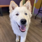 Entry image for Merlin