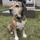 Entry image for Nova 