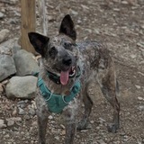 Entry image for Mallow