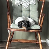 Entry image for Odie