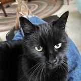 Entry image for Molly