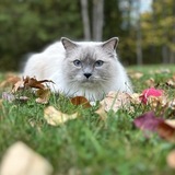 Entry image for Louie Gosselin 