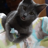 Entry image for Ozzy