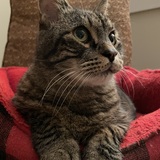 Entry image for Bobo