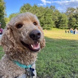 Entry image for Cody