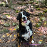 Entry image for Lucy