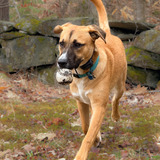 Entry image for Bodie