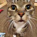 Entry image for Jaspurr 