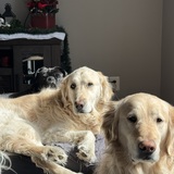 Entry image for Ollie, Benny, Sammy