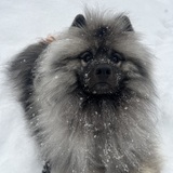 Entry image for Koda