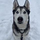 Entry image for Denali