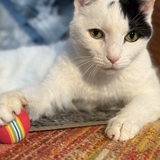 Entry image for Olivia