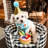 Entry image for Teddy