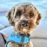 Entry image for Augusta Woods (Auggie)
