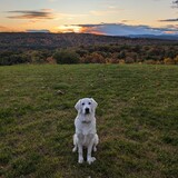Entry image for Bailey