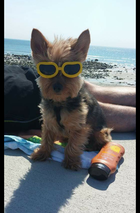 Entry image for Wolfgang Amadeus. Clicking this image will show a larger photo