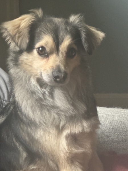 Entry image for Scamp. Clicking this image will show a larger photo