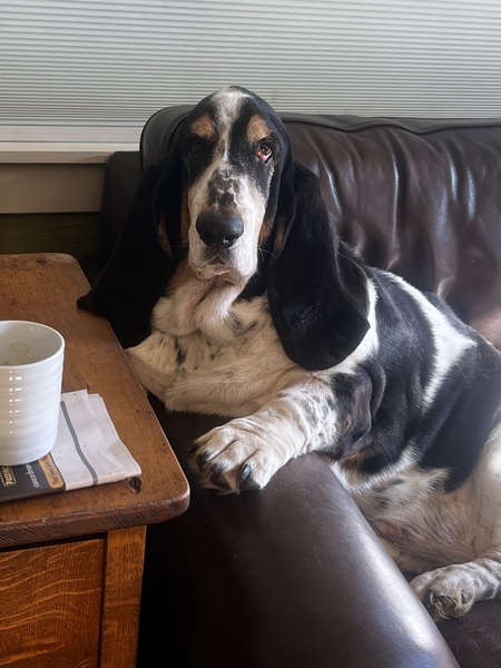 Entry image for Ezra. Clicking this image will show a larger photo