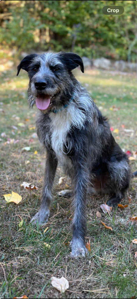 Entry image for Maverick. Clicking this image will show a larger photo