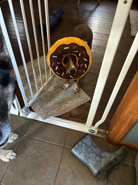 Entry image for Lucy. Clicking this image will show a larger photo