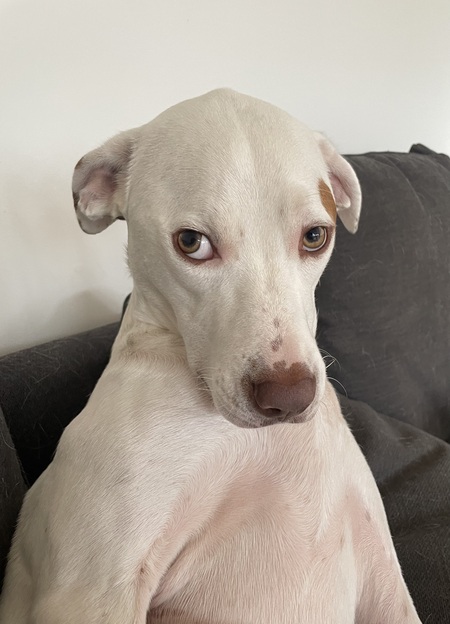 Entry image for Ozzy. Clicking this image will show a larger photo