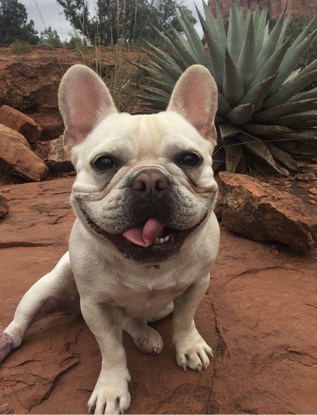 Entry image for Bees. Clicking this image will show a larger photo