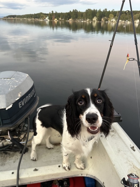 Entry image for Birdie. Clicking this image will show a larger photo