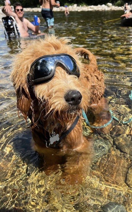 Entry image for Goose. Clicking this image will show a larger photo