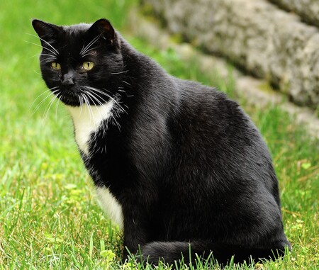 Entry image for Zeus. Clicking this image will show a larger photo